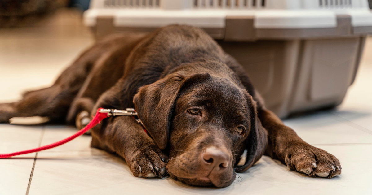 Foto de um cão deitado com aparência de doente.