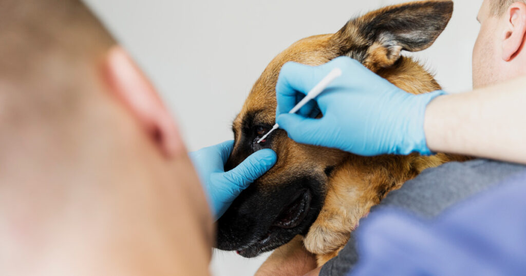 Foto de um cão realizando um exame nos olhos.