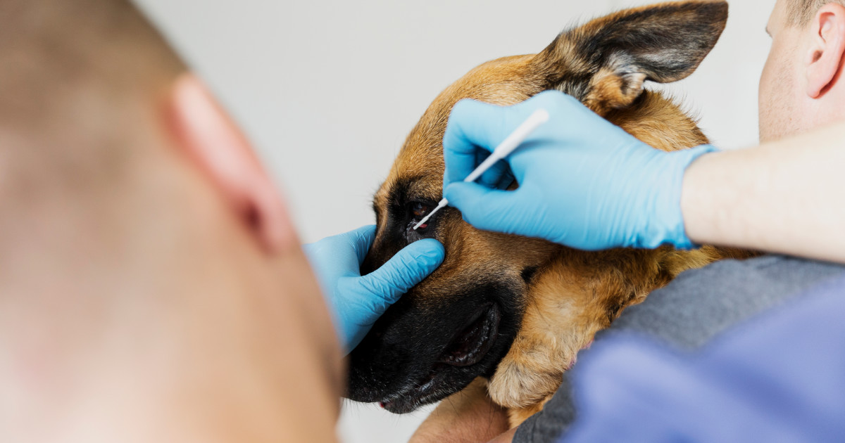 Foto de um cão realizando um exame nos olhos.