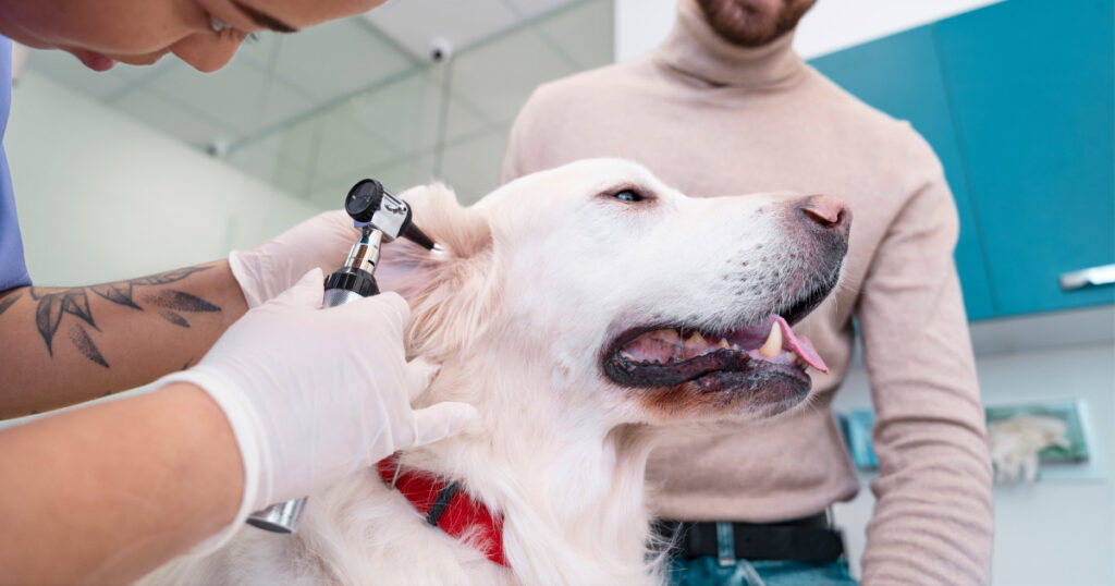 Foto de veterinário examinando o ouvido do cão